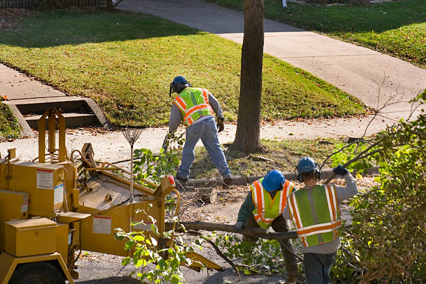 Best Tree Removal Services  in Mchenry, IL